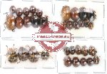 Scientific lot no. 6 Chrysomelidae (34 pcs)