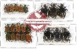 Scientific lot no. 32 Cetoniidae (21 pcs)