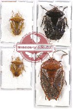 Scientific lot no. 749 Heteroptera (4 pcs A, A2)