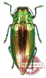 Chrysodema (Pseudochrysodema) celestina (A2)