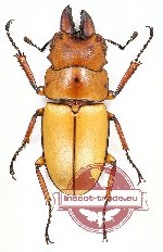 Prosopocoilus occipitalis preangerensis