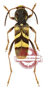 Xylotrechus khampaseuthi
