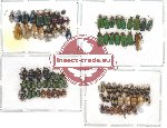 Scientific lot no. 11 Chrysomelidae (87 pcs)