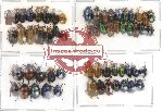 Scientific lot no. 12 Chrysomelidae (60 pcs)