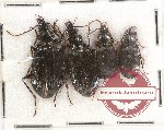 Scientific lot no. 378 Carabidae (4 pcs)
