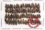 Scientific lot no. 364 Carabidae (63 pcs)