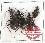 Scientific lot no. 374 Carabidae (4 pcs)