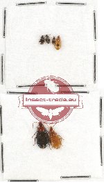 Scientific lot no. 355 Carabidae (6 pcs)