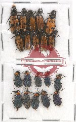 Scientific lot no. 38 Meloidae (20 pcs)