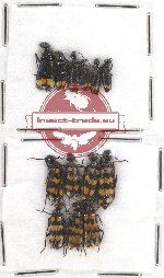 Scientific lot no. 39 Meloidae (13 pcs)