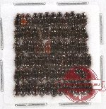 Scientific lot no. 483 Coprophaga (75 pcs)