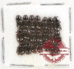 Scientific lot no. 477 Coprophaga (21 pcs)