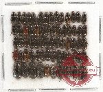 Scientific lot no. 479 Coprophaga (66 pcs)