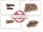 Scientific lot no. 15 Chrysomelidae (35 pcs)