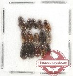 Scientific lot no. 488 Coprophaga (14 pcs)