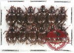 Hybosorinae sc. lot no. 81 (12 pcs)