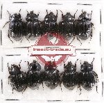 Hybosorinae sc. lot no. 77 (10 pcs)