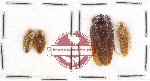 Scientific lot no. 37 Blattodea (4 pcs)