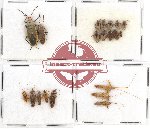Scientific lot no. 741 Heteroptera (20 pcs)