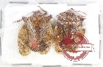 Scientific lot no. 722 Heteroptera (2 pcs A2)