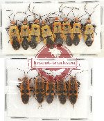 Scientific lot no. 734 Heteroptera (13 pcs)