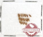 Scientific lot no. 737 Heteroptera (20 pcs)