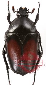 Dilochrosis parvula (black/red)