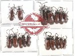 Scientific lot no. 21 (Anisodera) (17 pcs)