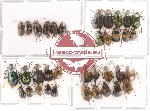 Scientific lot no. 22 Chrysomelidae (36 pcs)