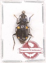 Craspedophorus sp. 3