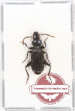 Carabidae sp. 46