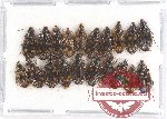 Scientific lot no. 341A Carabidae (20 pcs)