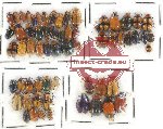 Scientific lot no. 278 Chrysomelidae (63 pcs)