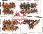 Scientific lot no. 259 Chrysomelidae (51 pcs)