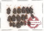Scientific lot no. 23 Chrysomelidae (Hispini) (18 pcs)