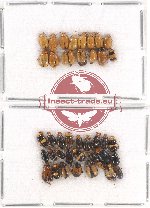 Scientific lot no. 242 Chrysomelidae (40 pcs)