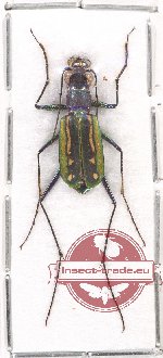 Calochroa harmandi