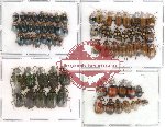 Scientific lot no. 24 Chrysomelidae (73 pcs)