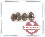 Scientific lot no. 108 Nitidulidae (4 pcs)