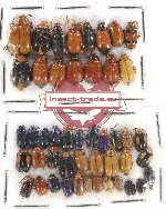 Scientific lot no. 279 Chrysomelidae (47 pcs)