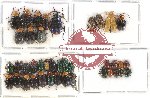 Scientific lot no. 234 Chrysomelidae (41 pcs)