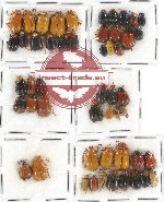 Scientific lot no. 255 Chrysomelidae (51 pcs)