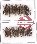 Scientific lot no. 210 Rutelinae (Adoretini) (10 pcs A2)