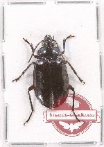 Lebiinae sp. 14