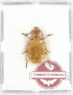 Lebiinae sp. 16