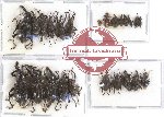 Scientific lot no. 437A Curculionidae (24 pcs)