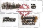 Scientific lot no. 25 Chrysomelidae (66 pcs)