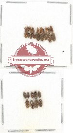 Heteroceridae Scientific lot no. 11 (28 pcs)