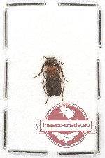 Pyrochroidae sp. 5