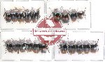 Scientific lot no. 26 Chrysomelidae (20 pcs)
